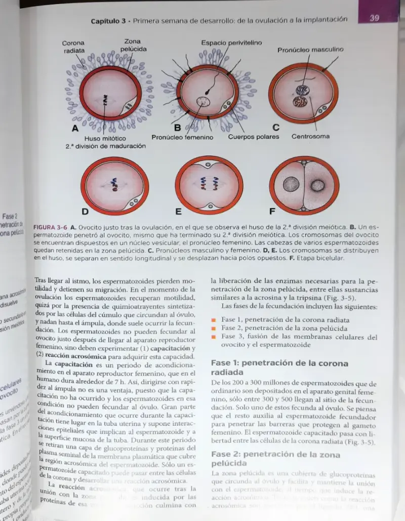 Libro Embriología Médica 14ª Edición - 5