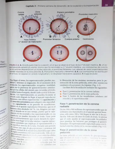 Libro Embriología Médica 14ª Edición - miniatura 5