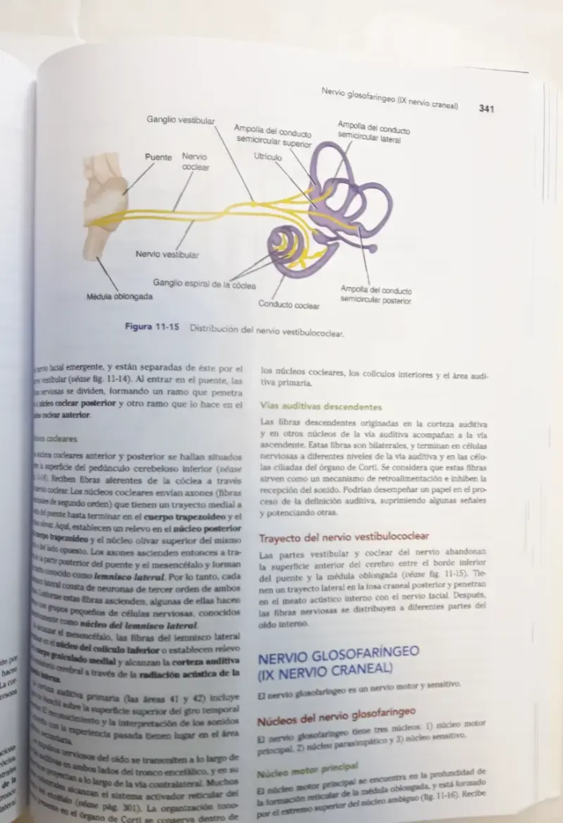 Libro Neuroanatomía Clínica de Snell - 6
