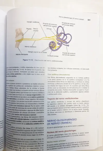 Libro Neuroanatomía Clínica de Snell - miniatura 6