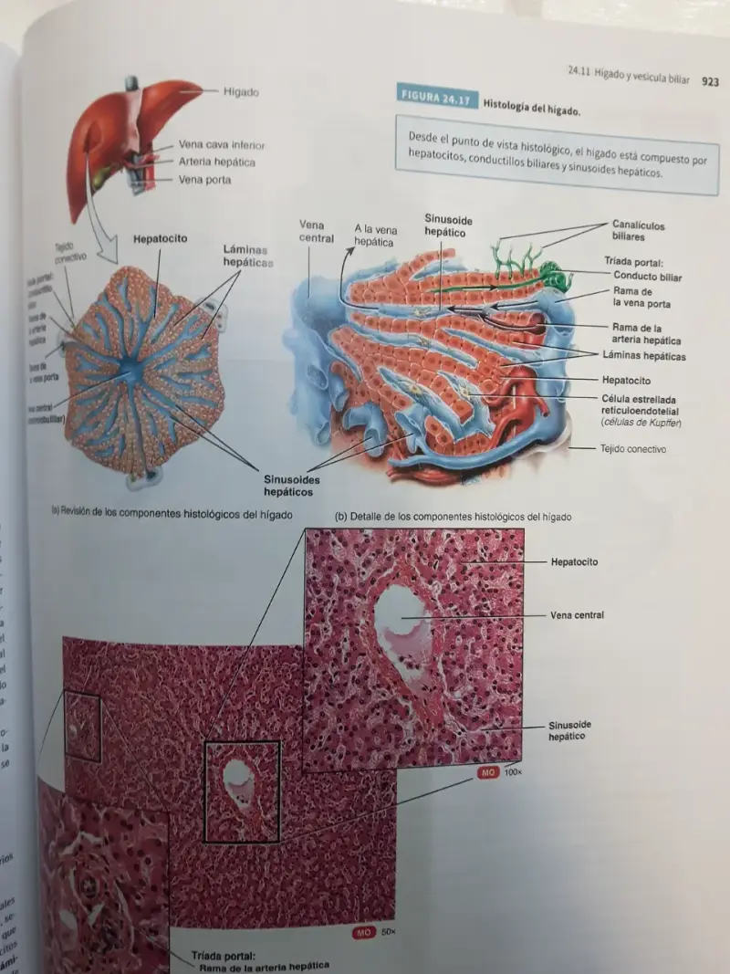 Tortora- Principios de Anatomía y Fisiología- 15º - 3