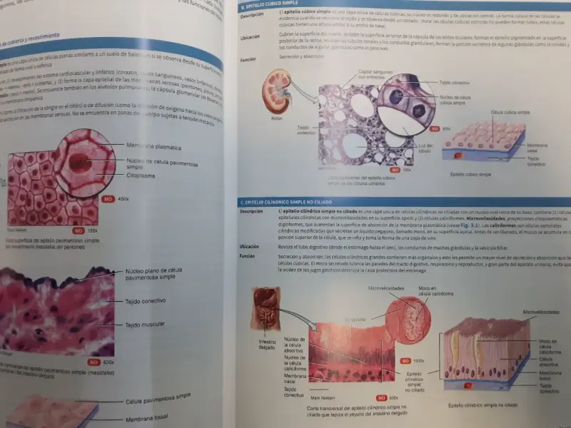 Tortora- Principios de Anatomía y Fisiología- 15º - 5
