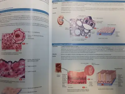 Tortora- Principios de Anatomía y Fisiología- 15º - miniatura 5