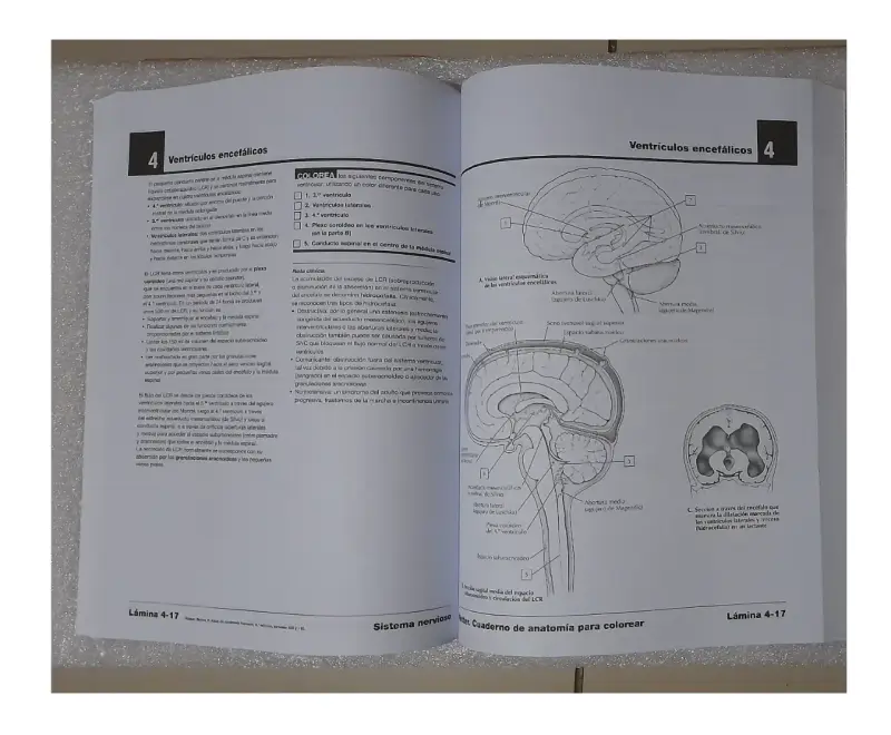NETTER. CUADERNO DE ANATOMIA PARA COLOREAR 2ED - 3
