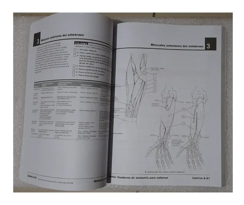 NETTER. CUADERNO DE ANATOMIA PARA COLOREAR 2ED - 4