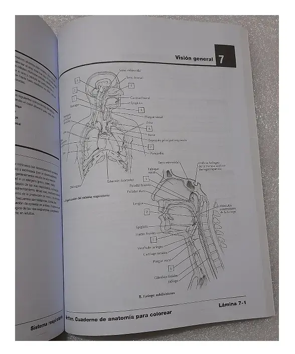 NETTER. CUADERNO DE ANATOMIA PARA COLOREAR 2ED - 5