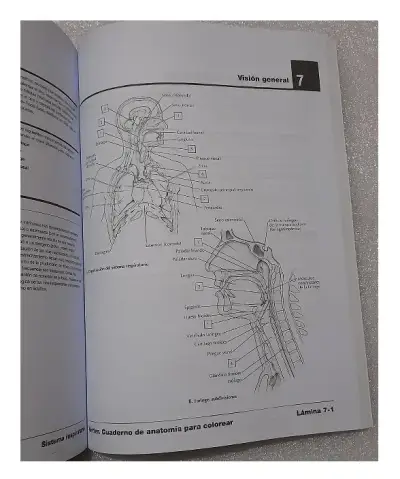 NETTER. CUADERNO DE ANATOMIA PARA COLOREAR 2ED - miniatura 5