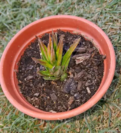 Suculentas enraizadas en maceta pequeña - miniatura 1