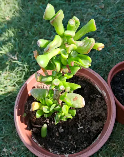 Suculentas enraizadas en maceta pequeña - miniatura 4