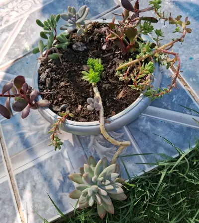 Suculentas enraizadas en maceta pequeña - miniatura 6