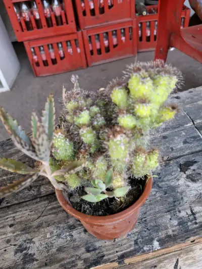 Catus. - miniatura 1