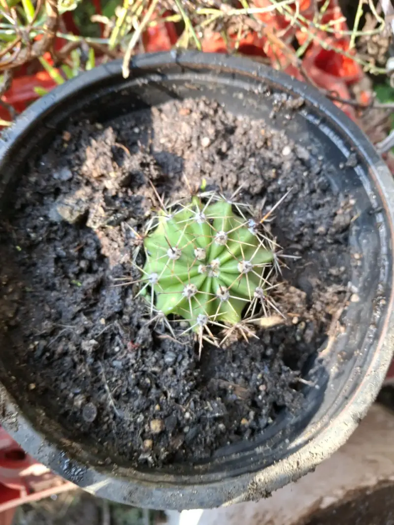 Catus. - 2
