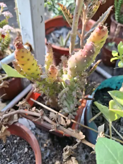 Catus. - miniatura 3