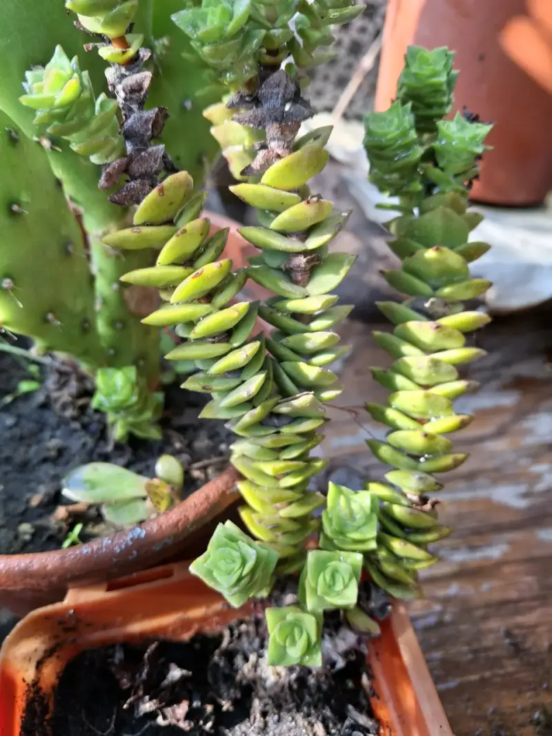 Catus. - 4