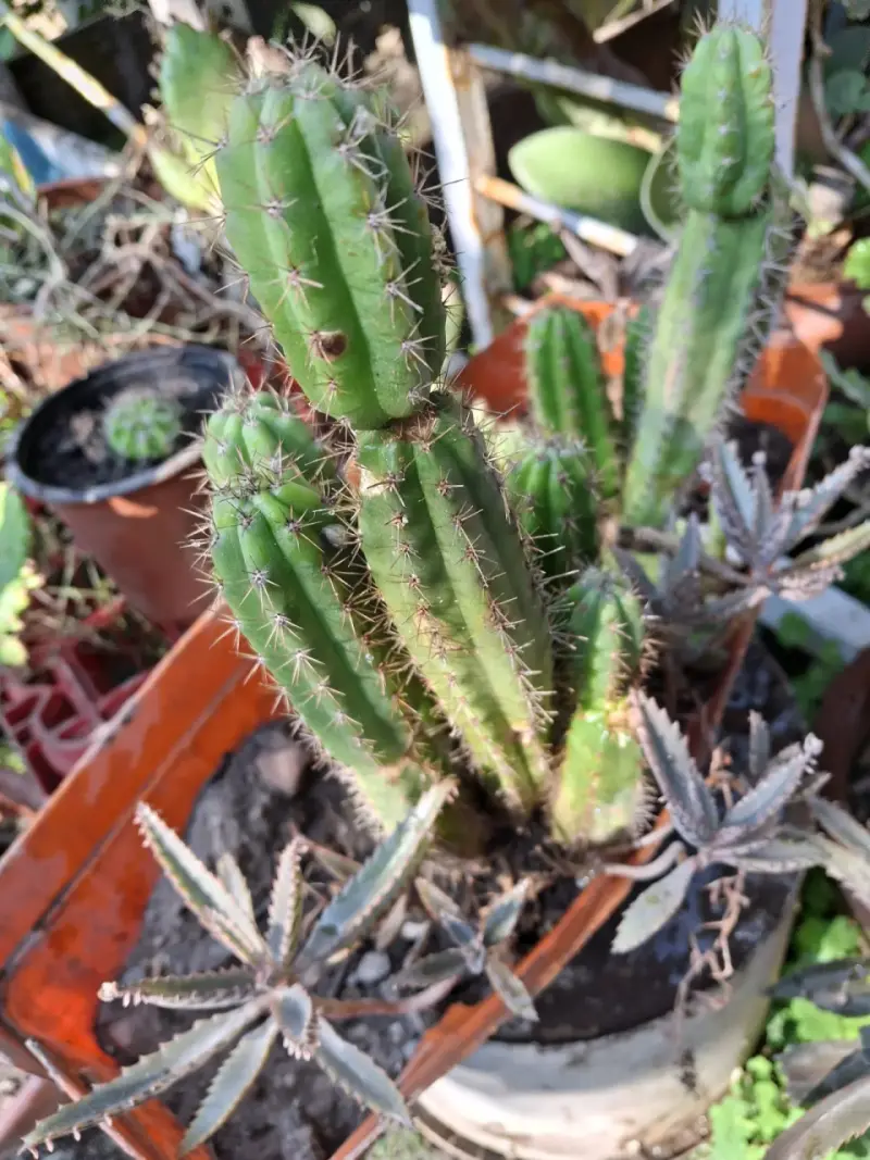 Catus. - 5