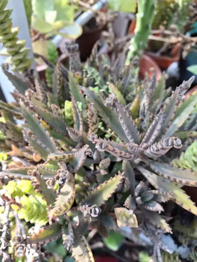 Catus. - miniatura 6