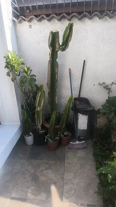 Conjunto de cactus altos en maceta - miniatura 1