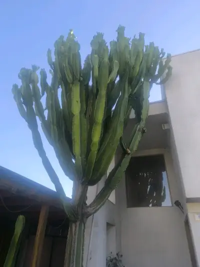 Conjunto de cactus altos en maceta - miniatura 2