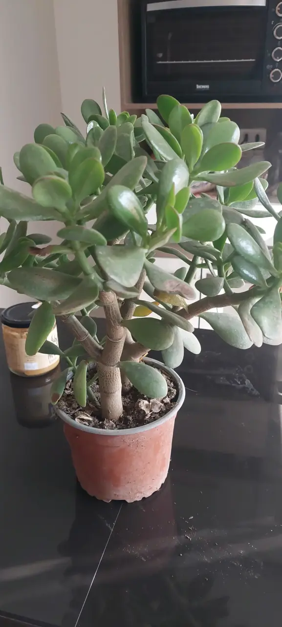 Planta Jade en maceta pequeña