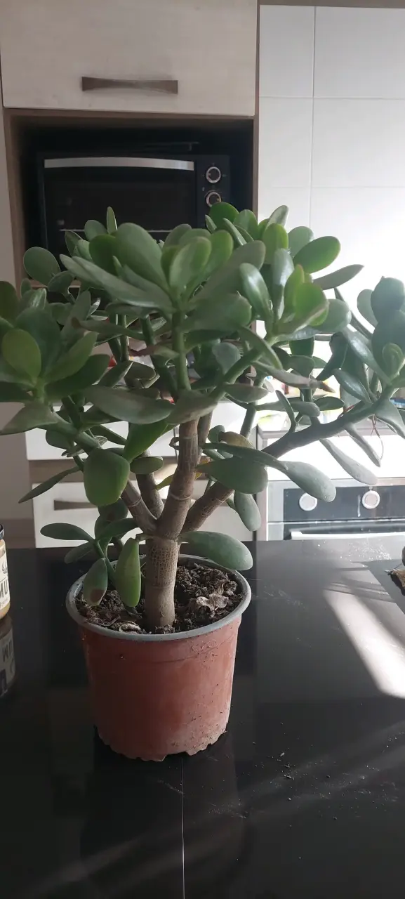 Planta Jade en maceta pequeña - 2
