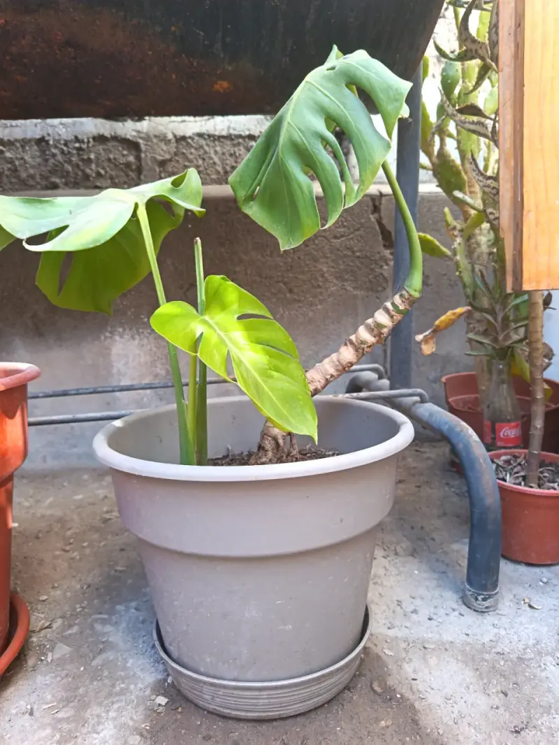 Planta Monstera en maceta