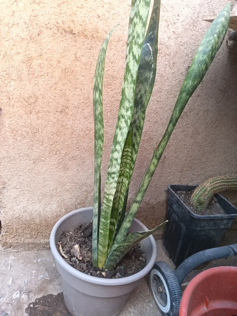 Planta Sansevieria en maceta
