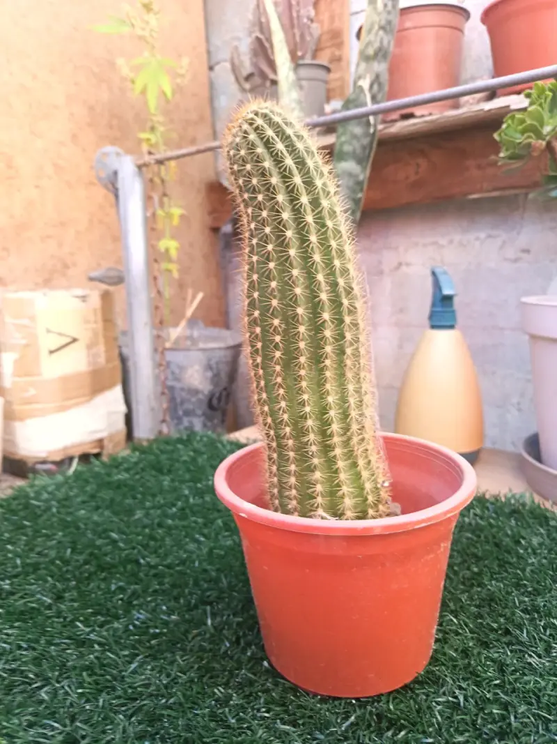 Cactus columna en maceta