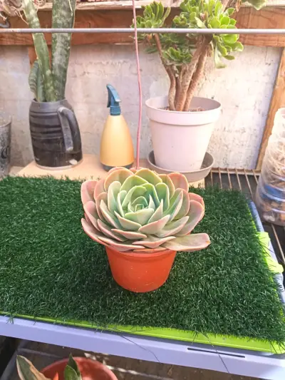 Cactus columna en maceta - miniatura 4
