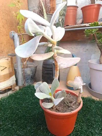 Cactus columna en maceta - miniatura 6