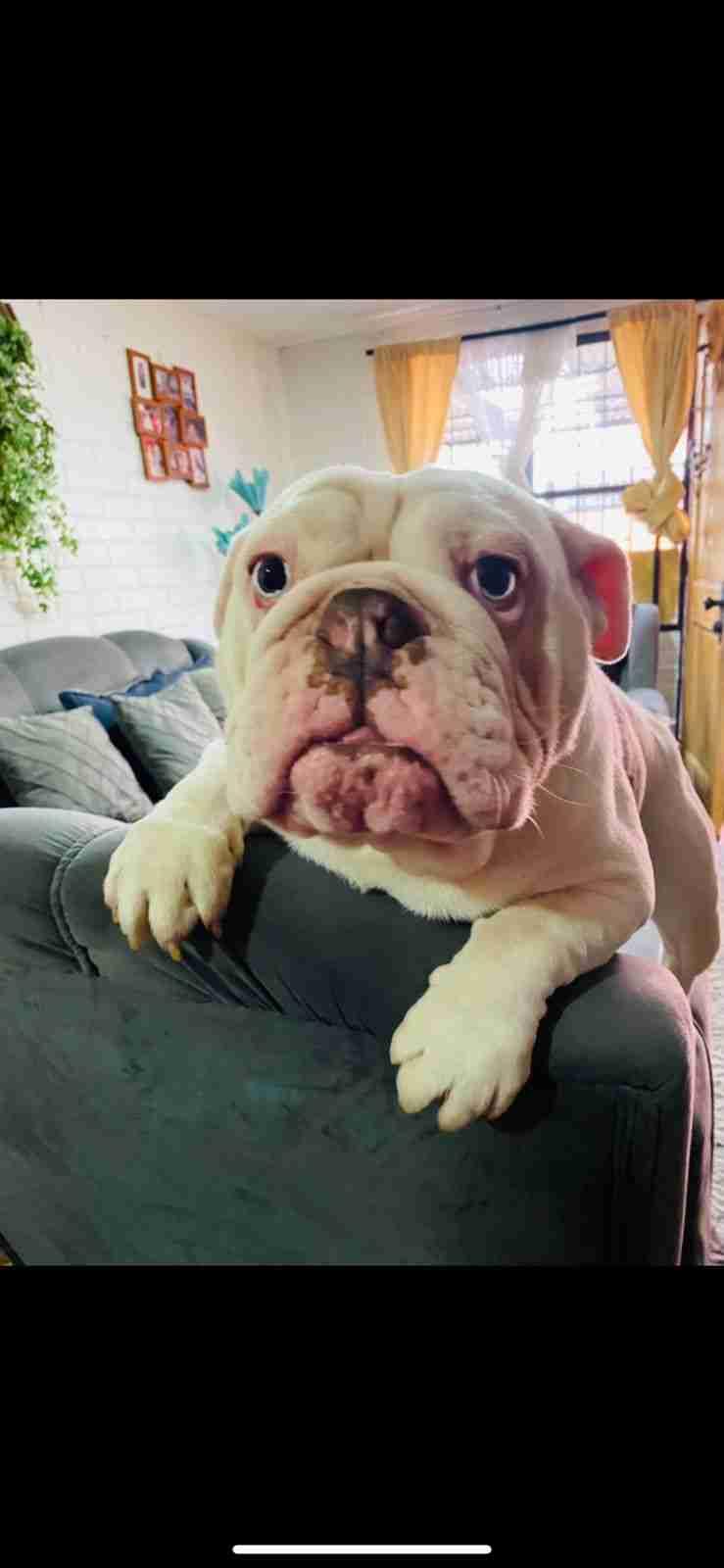 BULLDOG INGLES - 1