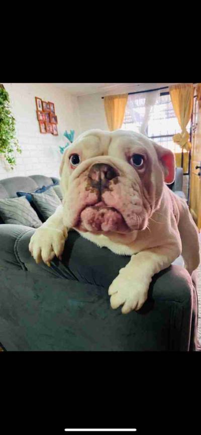 BULLDOG INGLES - miniatura 1