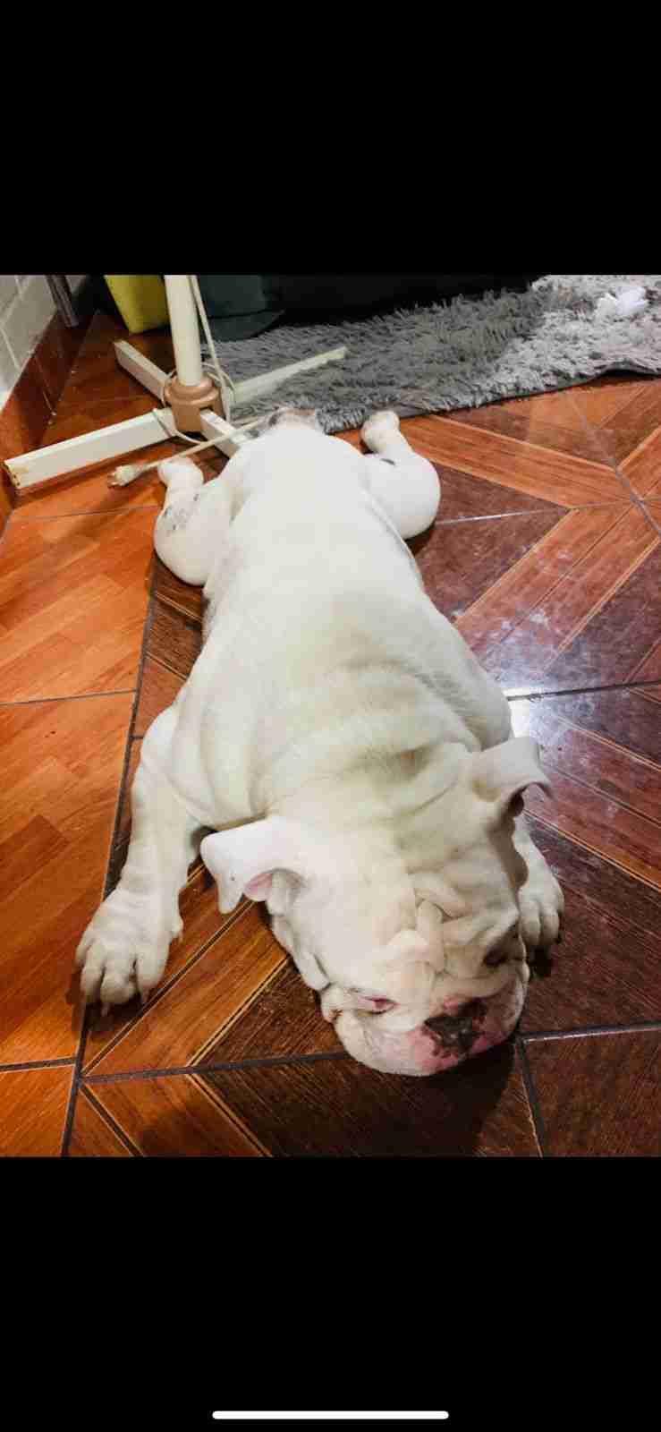 BULLDOG INGLES - 2