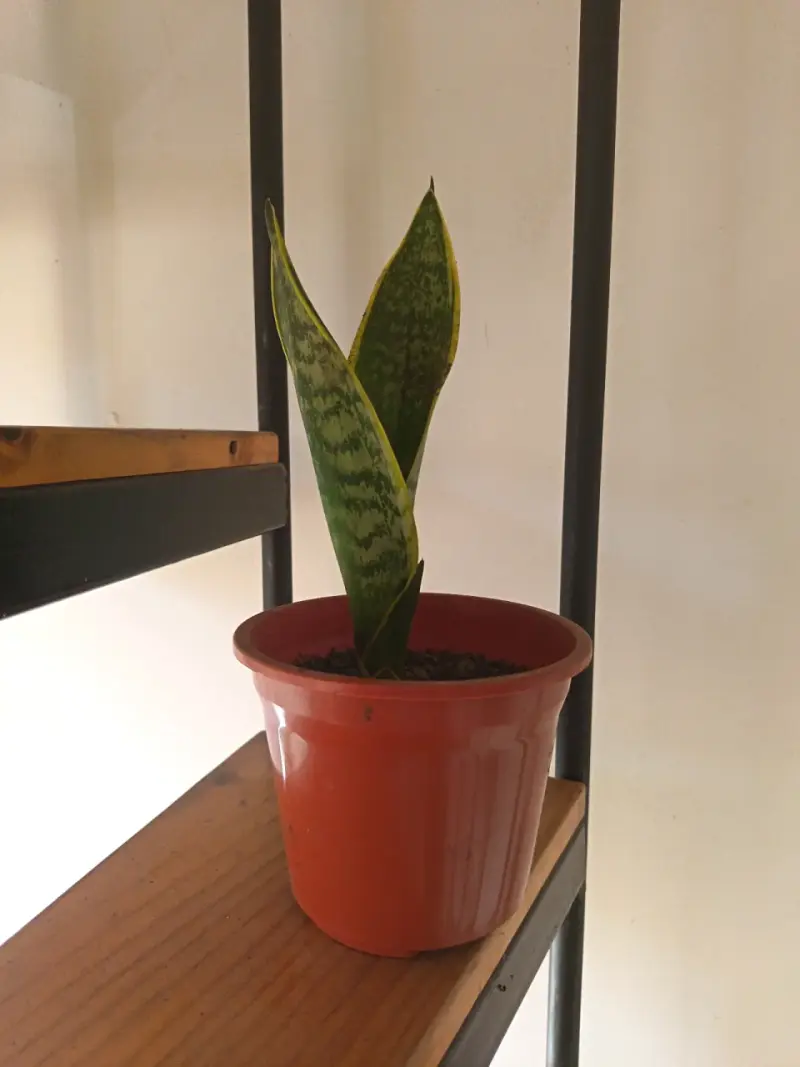 Planta Sansevieria en maceta