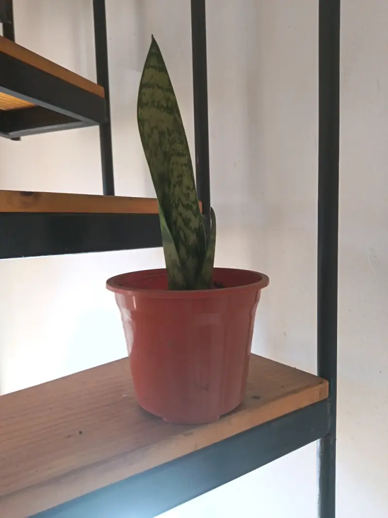 Planta Sansevieria en maceta - 2