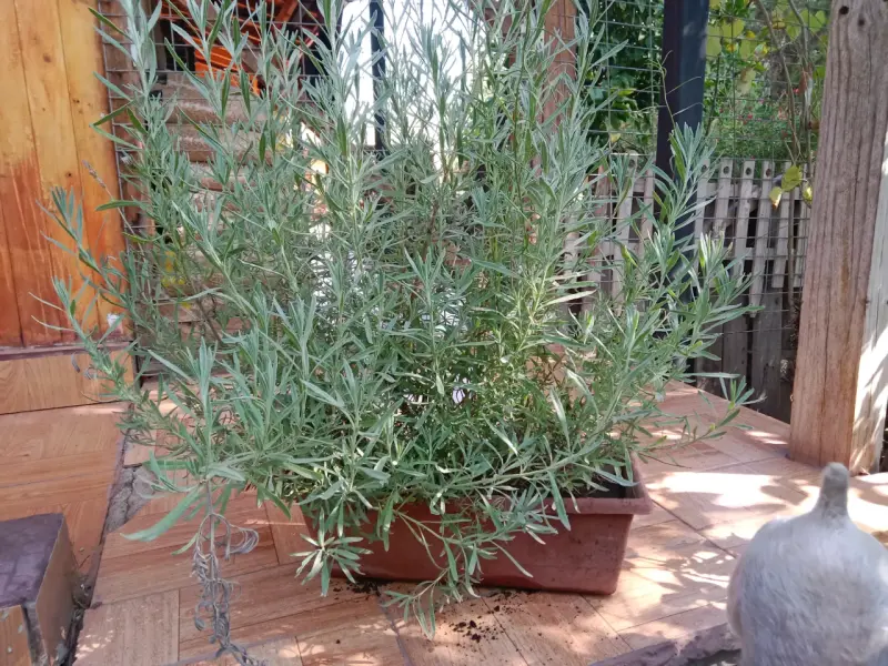 Lavanda en macetero