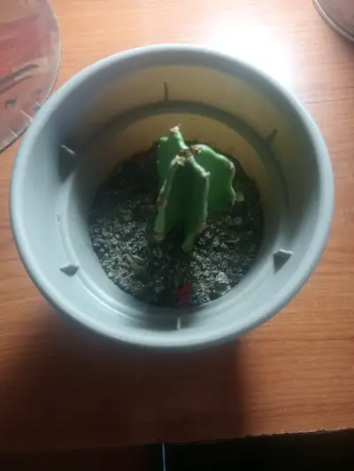 Pequeño cactus en maceta - miniatura 1