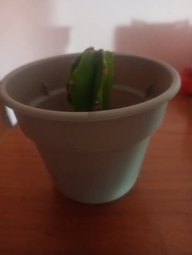 Pequeño cactus en maceta - 2