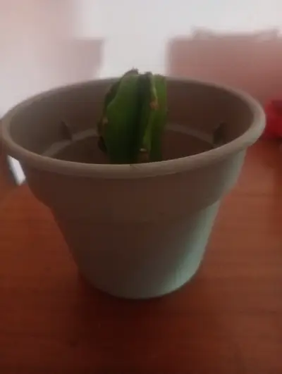 Pequeño cactus en maceta - miniatura 2