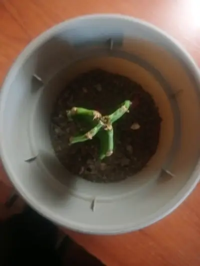 Maceta con suculenta pequeña - miniatura 1