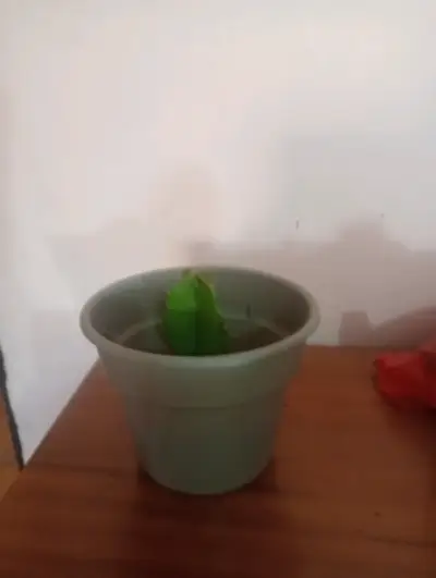 Maceta con suculenta pequeña - miniatura 2