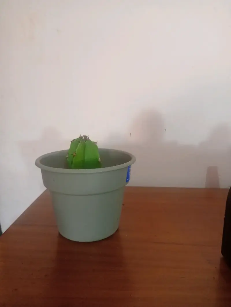 Pequeño cactus en maceta