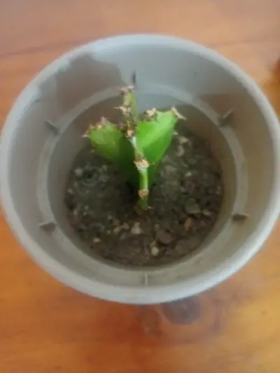 Pequeño cactus en maceta - miniatura 2