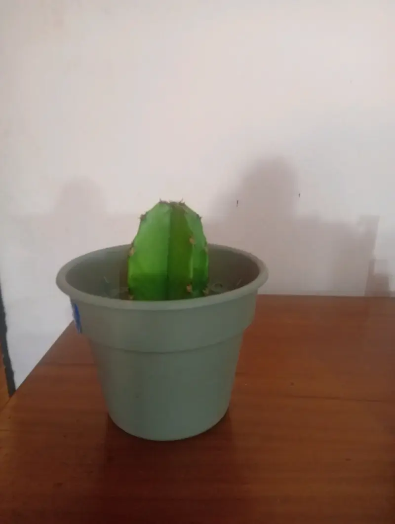 Pequeño cactus en maceta