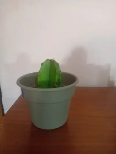 Pequeño cactus en maceta - miniatura 1