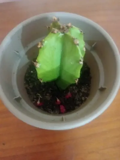 Pequeño cactus en maceta - miniatura 2