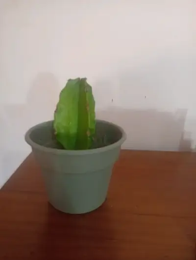 Pequeño cactus en maceta - miniatura 1