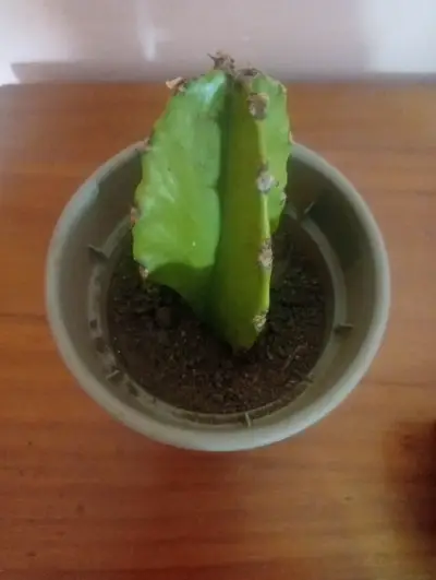 Pequeño cactus en maceta - miniatura 2