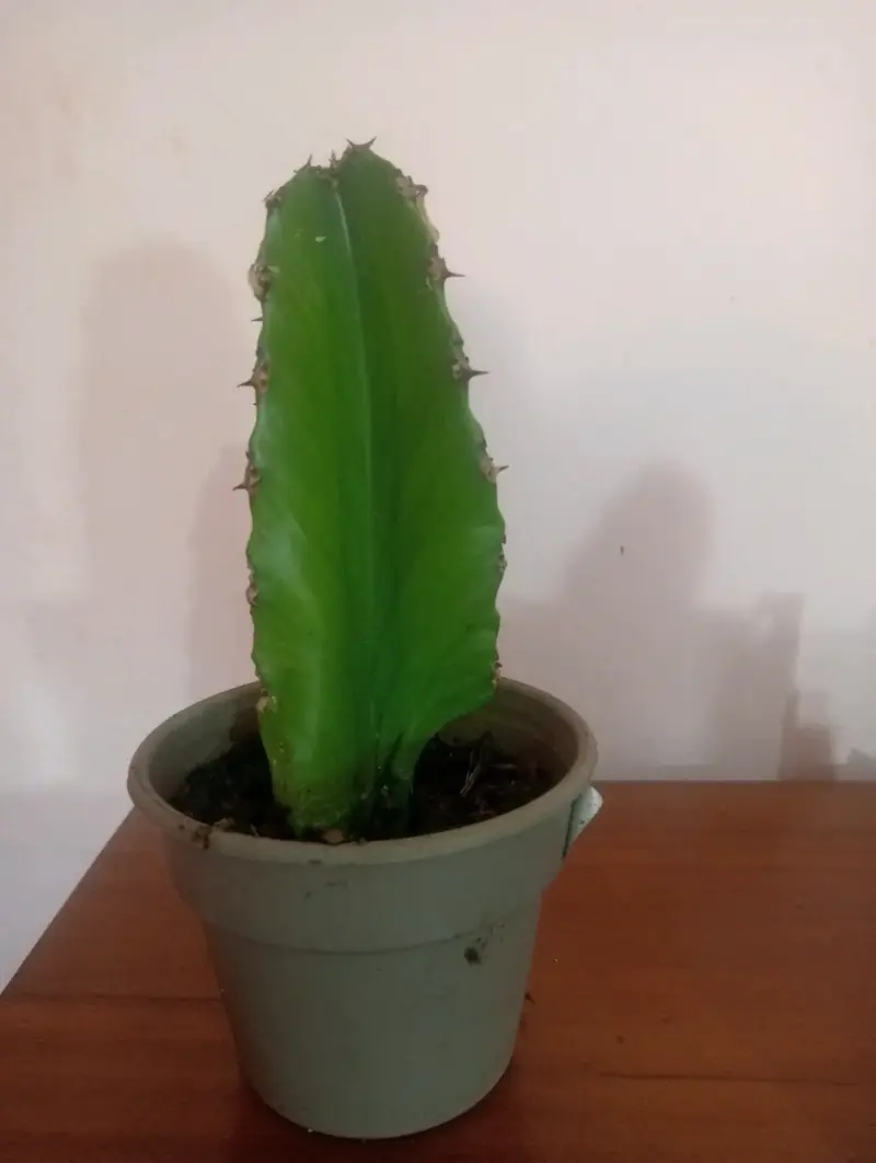 Cactus en maceta plástica