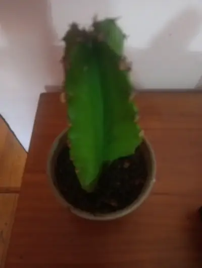 Cactus en maceta plástica - miniatura 2