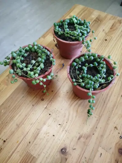 Planta suculenta Senecio Rowleyanus - miniatura 1